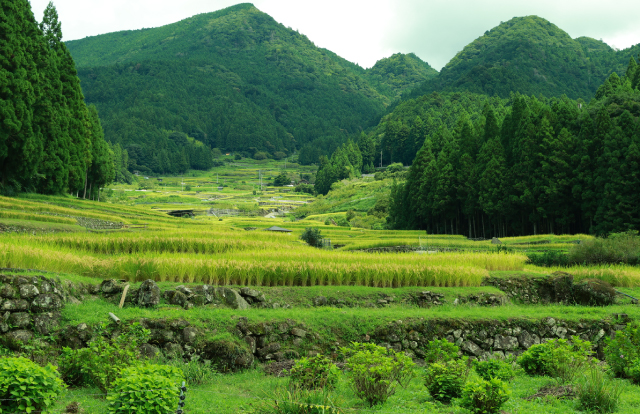 農業・果樹園 果樹園・急傾斜地農業